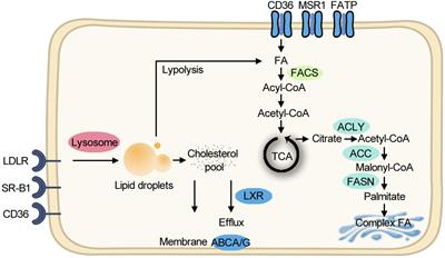 Obesity-Related Fatty Acid and Cholesterol Metabolism in Cancer-Associated Host Cells